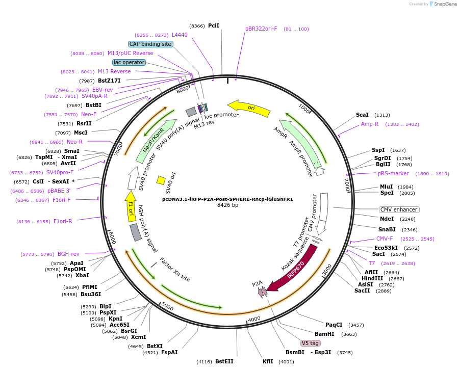 187094-plasmid-map-sequence-id-369262
