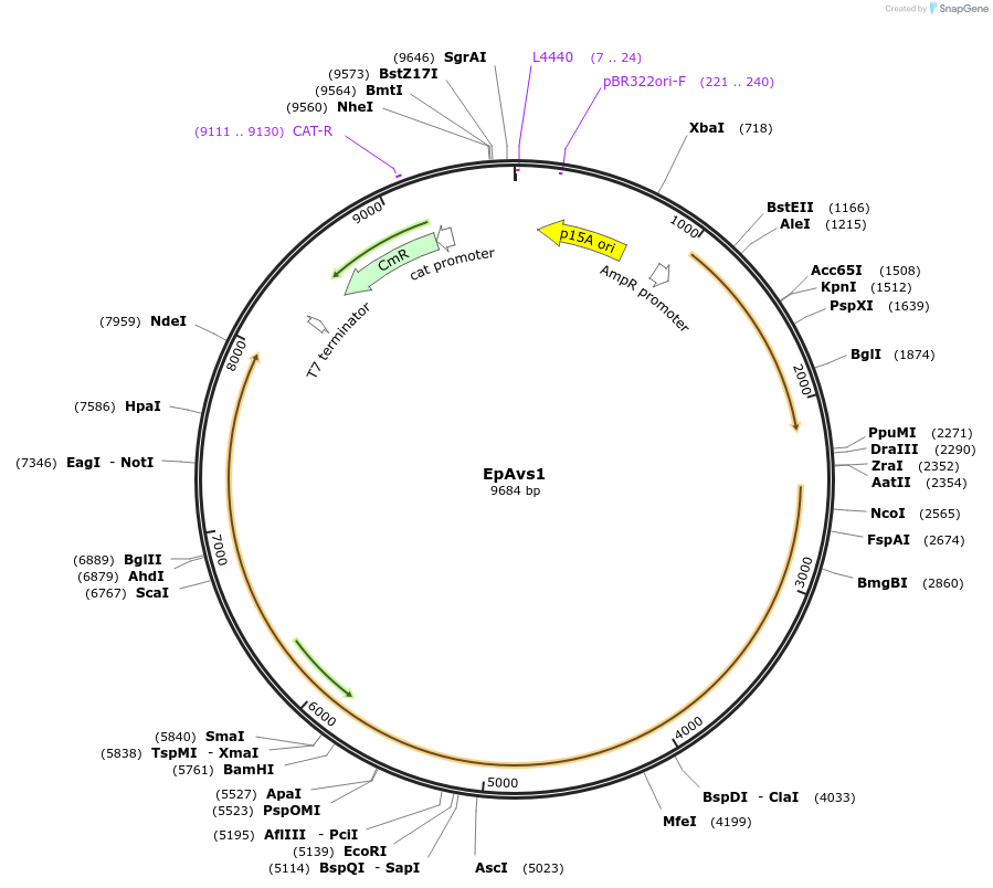 188788-plasmid-map-sequence-id-369328