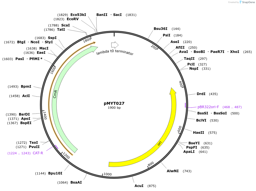 180680-plasmid-map-sequence-id-369365