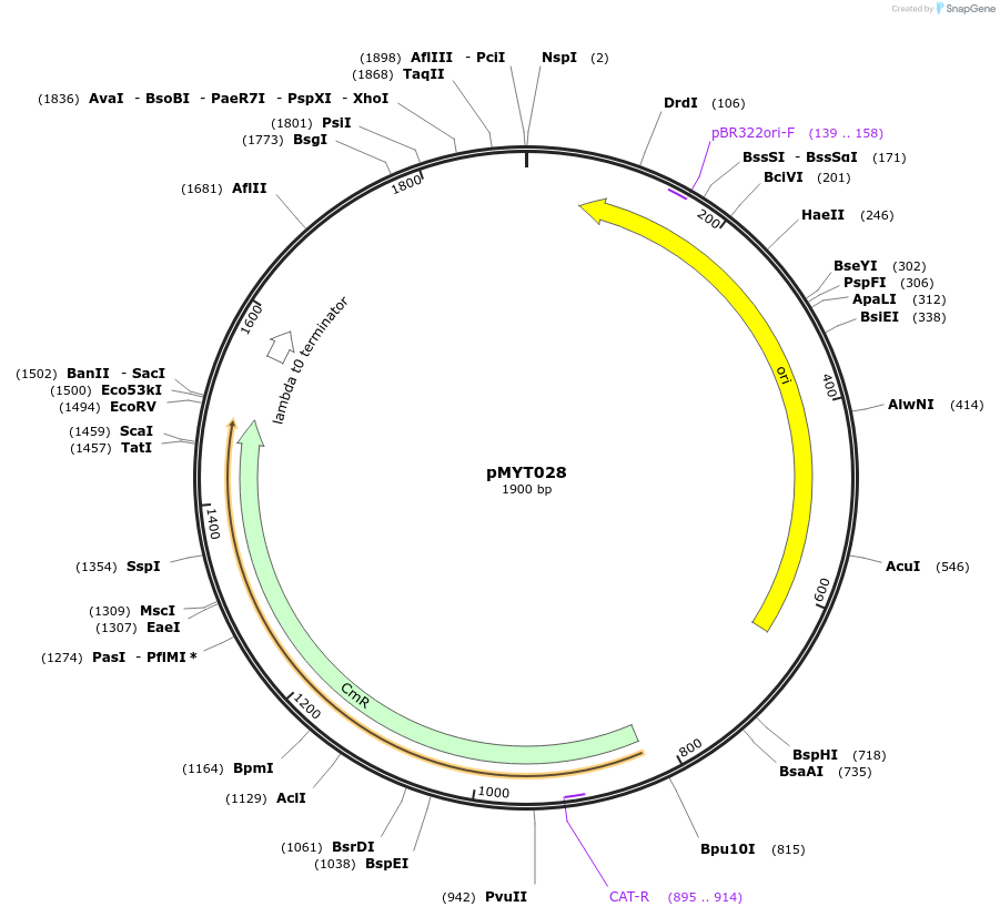 180681-plasmid-map-sequence-id-369366