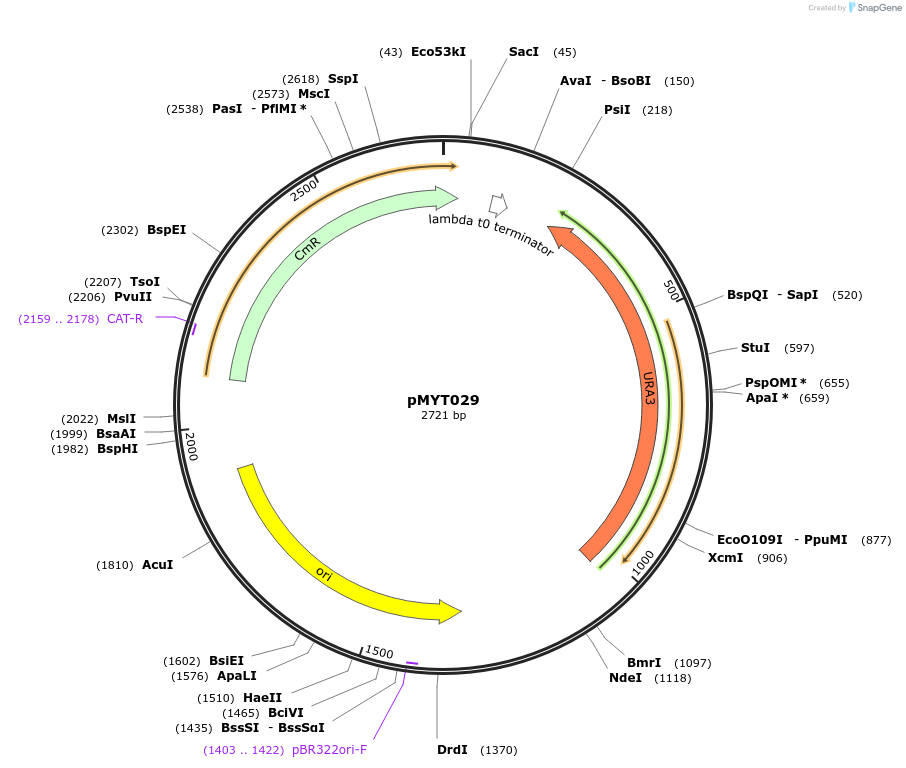 180682-plasmid-map-sequence-id-369367