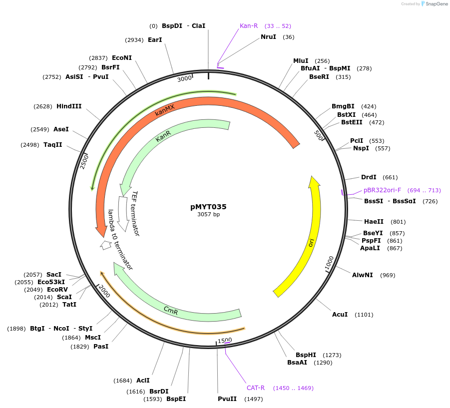 180688-plasmid-map-sequence-id-369377