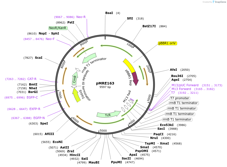 118511-plasmid-map-sequence-id-369392