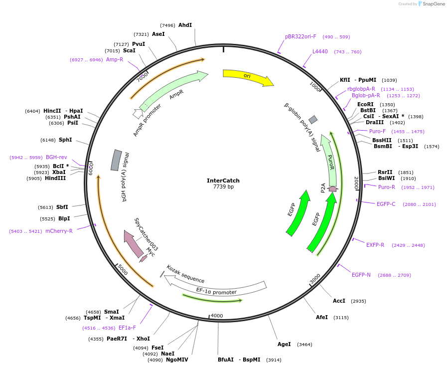 186906-plasmid-map-sequence-id-369403