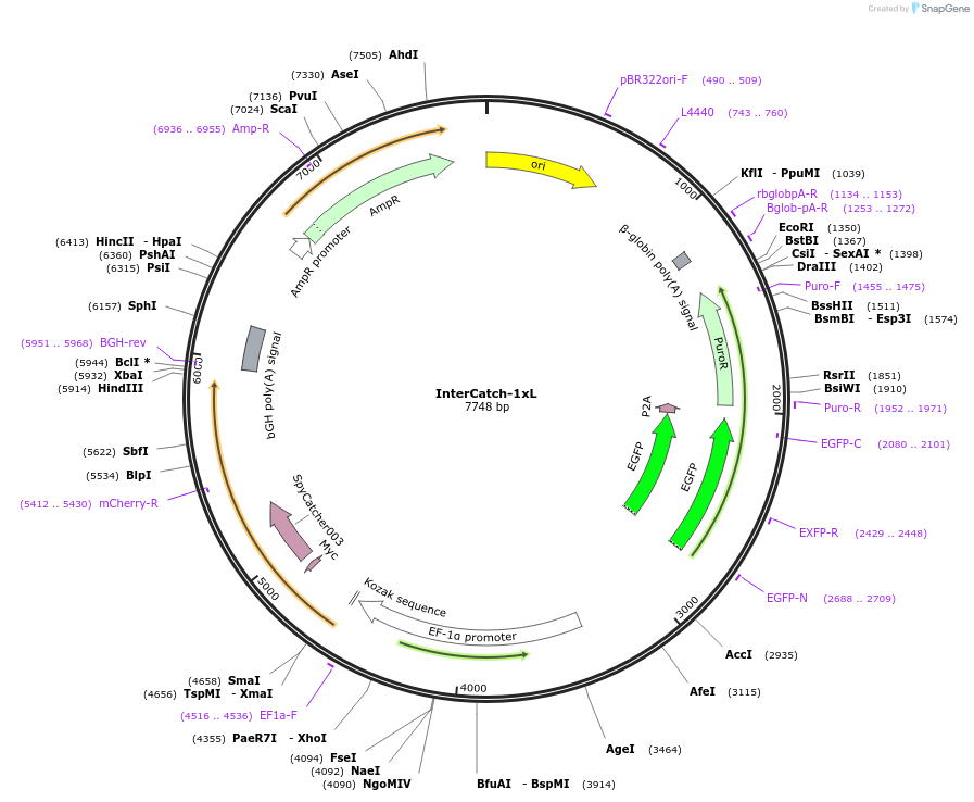 186907-plasmid-map-sequence-id-369404