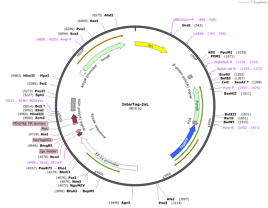 186912-plasmid-map-sequence-id-369407