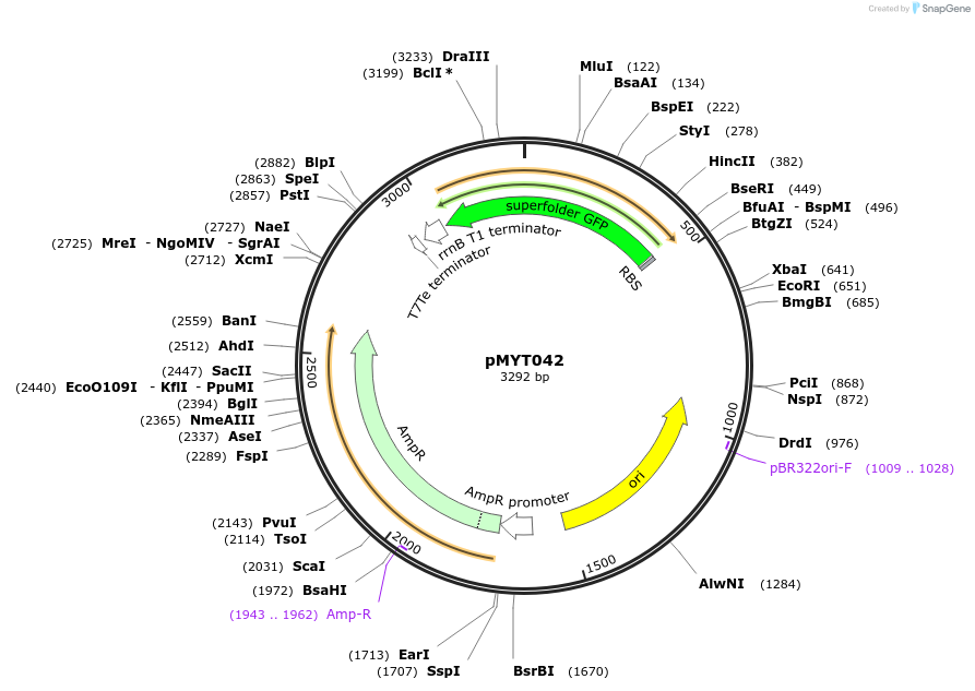 180695-plasmid-map-sequence-id-369412