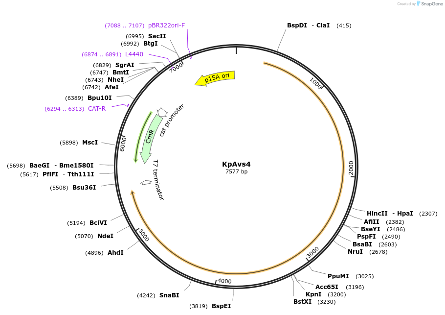 188796-plasmid-map-sequence-id-369423