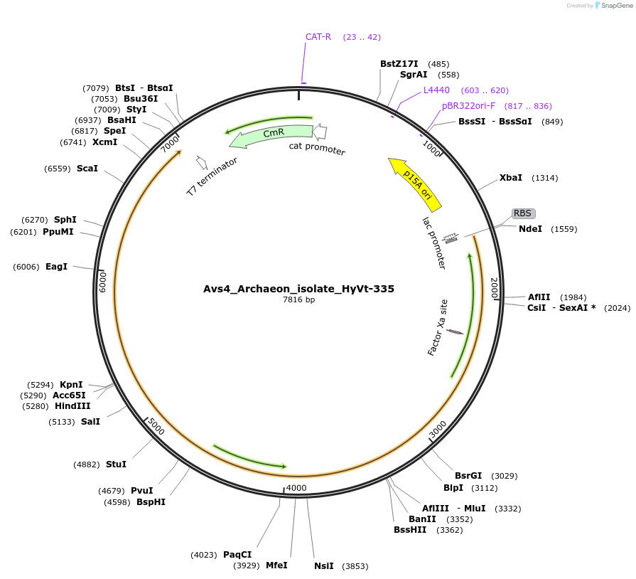 188800-plasmid-map-sequence-id-369431