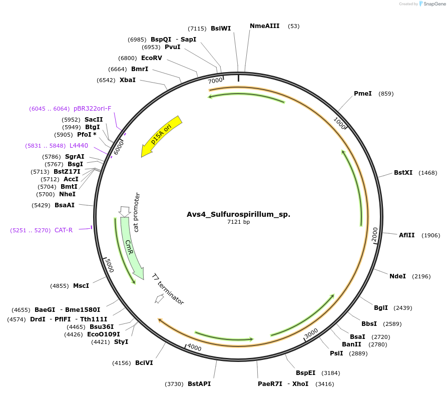 188801-plasmid-map-sequence-id-369432