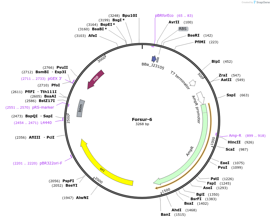 188860-plasmid-map-sequence-id-369434