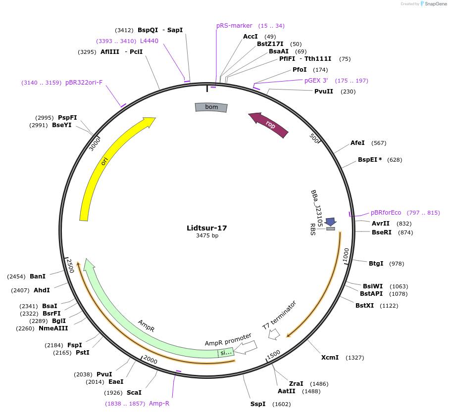 188859-plasmid-map-sequence-id-369435