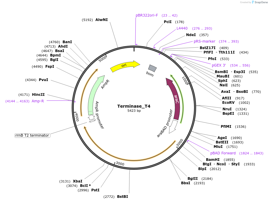 188857-plasmid-map-sequence-id-369437
