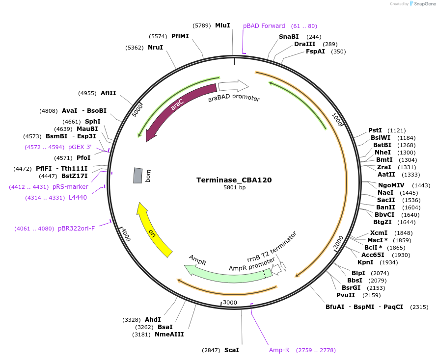 188856-plasmid-map-sequence-id-369438