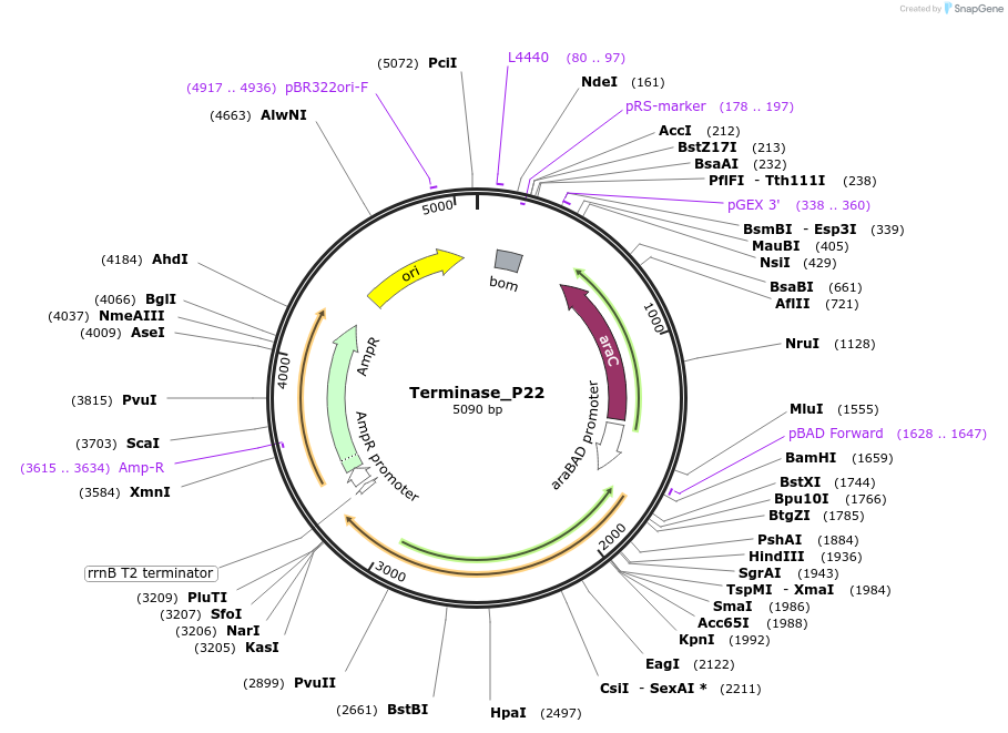 188854-plasmid-map-sequence-id-369439