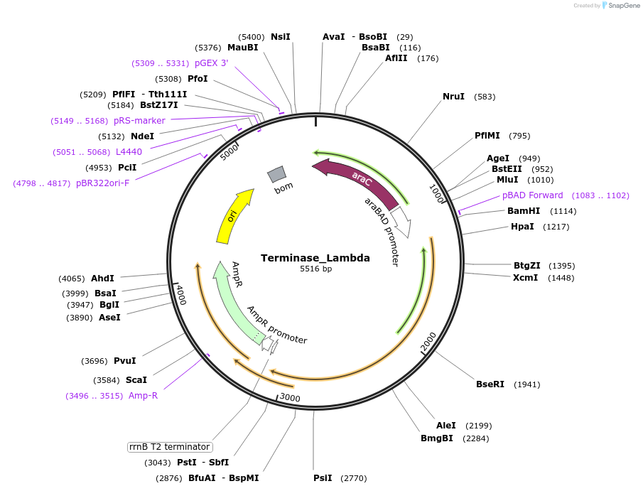 188853-plasmid-map-sequence-id-369440