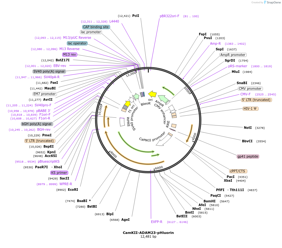 185539-plasmid-map-sequence-id-369443