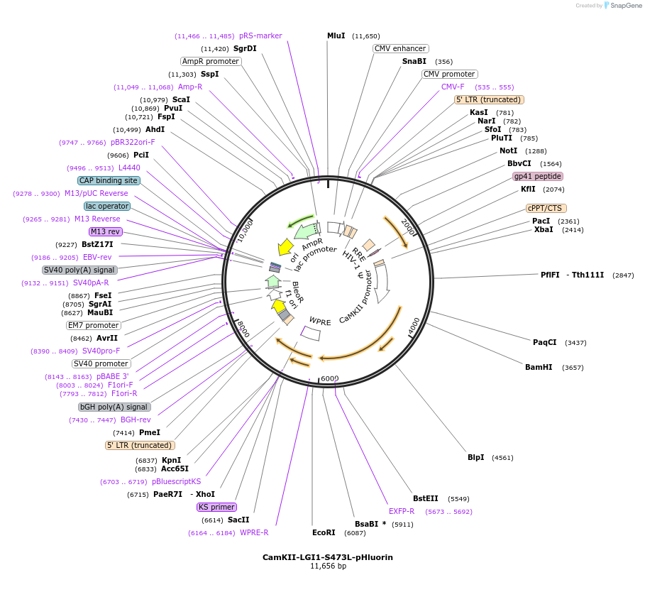 185540-plasmid-map-sequence-id-369445
