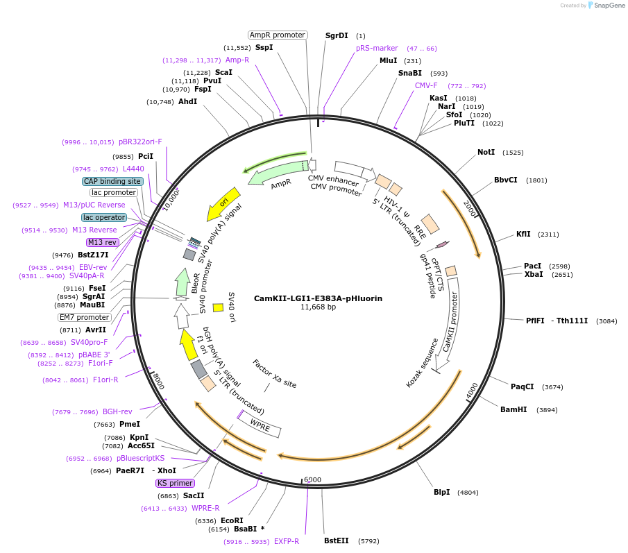 185544-plasmid-map-sequence-id-369452