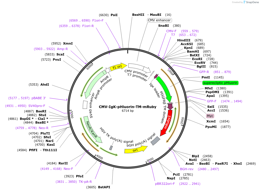 185546-plasmid-map-sequence-id-369455