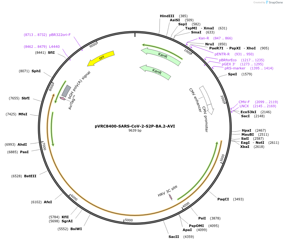 184531-plasmid-map-sequence-id-369456