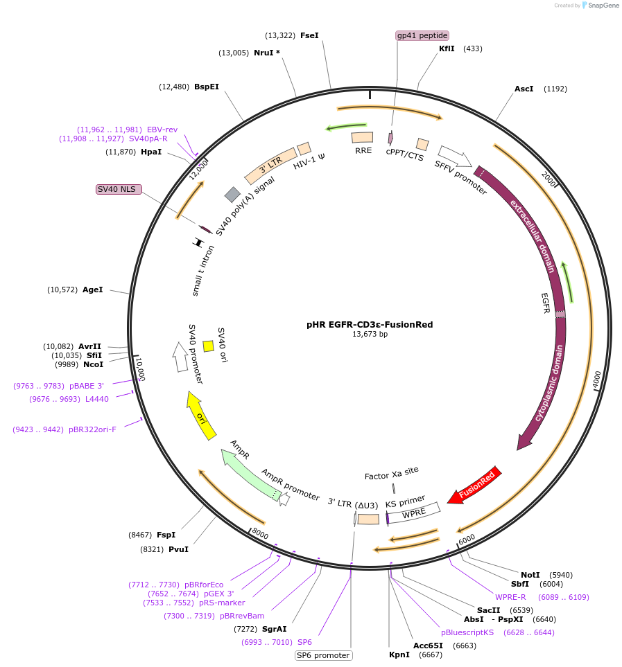 188626-plasmid-map-sequence-id-369462