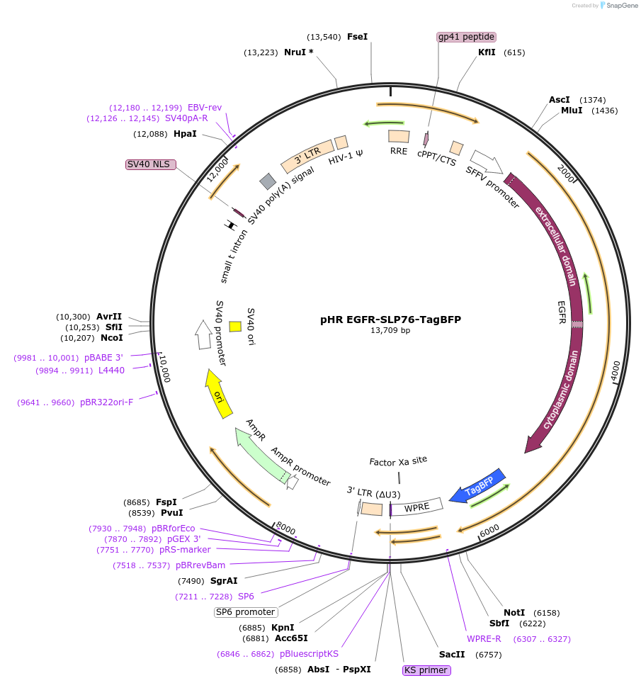188630-plasmid-map-sequence-id-369470