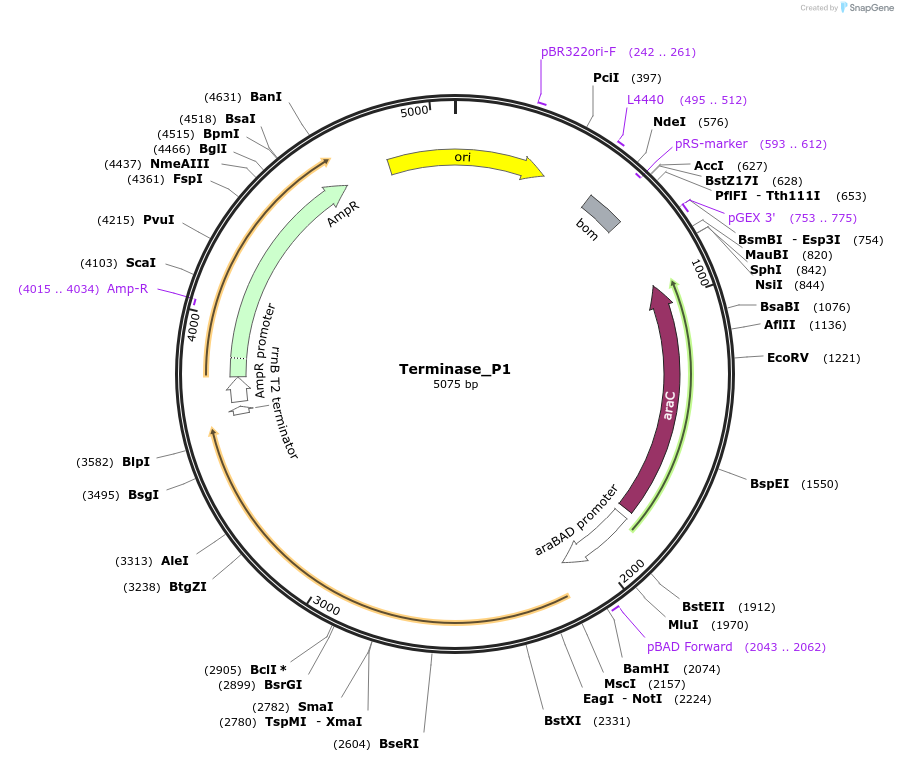188852-plasmid-map-sequence-id-369483