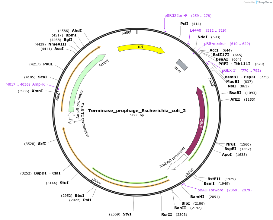 188851-plasmid-map-sequence-id-369485