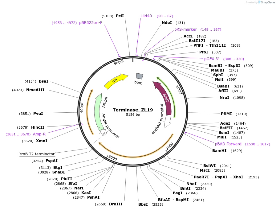 188849-plasmid-map-sequence-id-369488