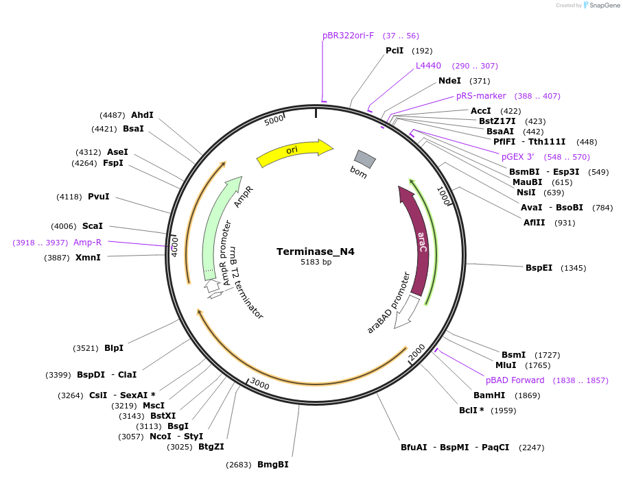 188848-plasmid-map-sequence-id-369491