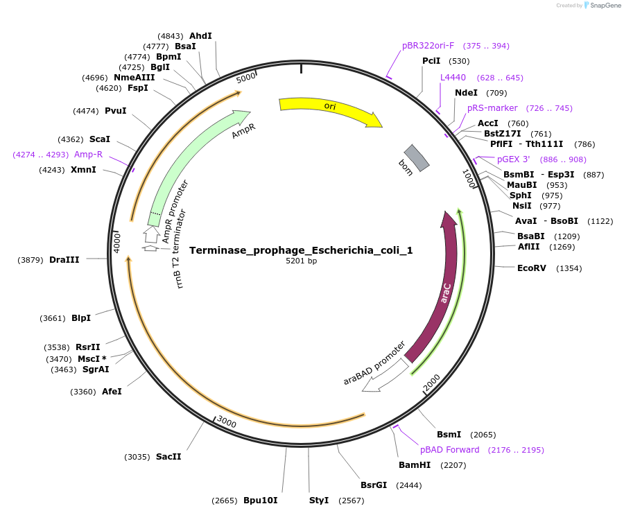 188847-plasmid-map-sequence-id-369492
