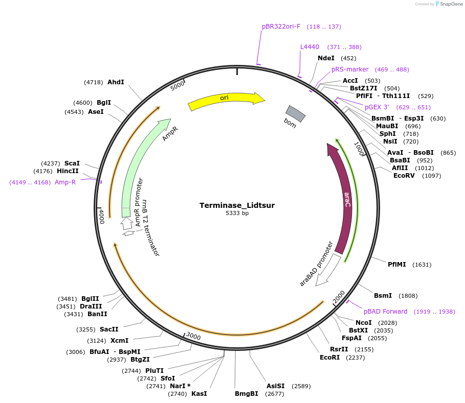 188846-plasmid-map-sequence-id-369494