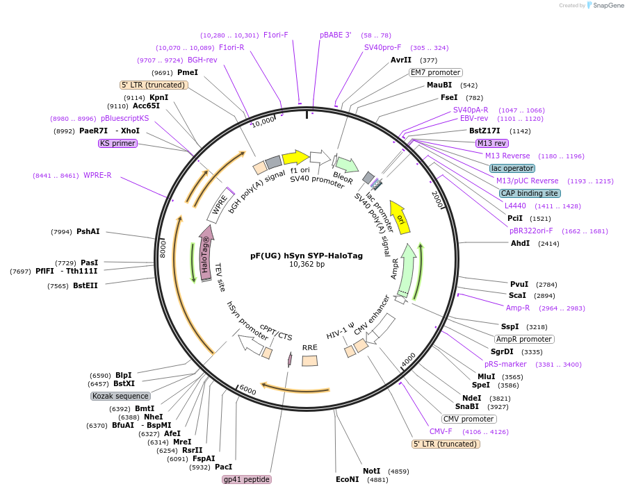 188907-plasmid-map-sequence-id-369495