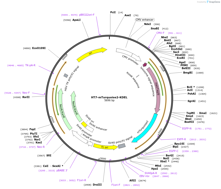 188571-plasmid-map-sequence-id-369501