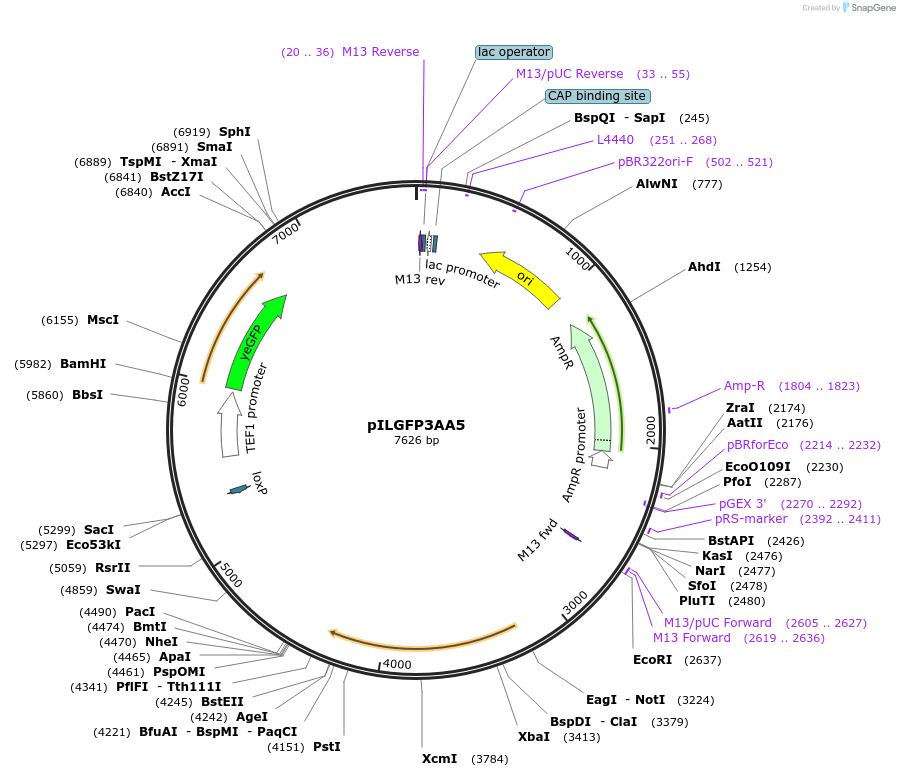 185875-plasmid-map-sequence-id-369502