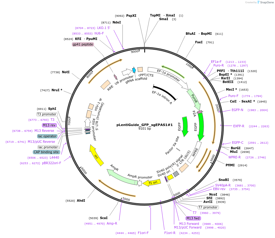 183119-plasmid-map-sequence-id-369508