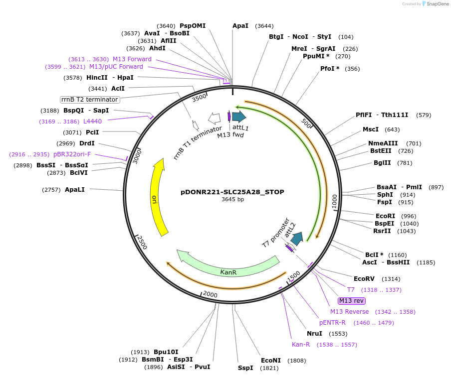 161182-plasmid-map-sequence-id-369570