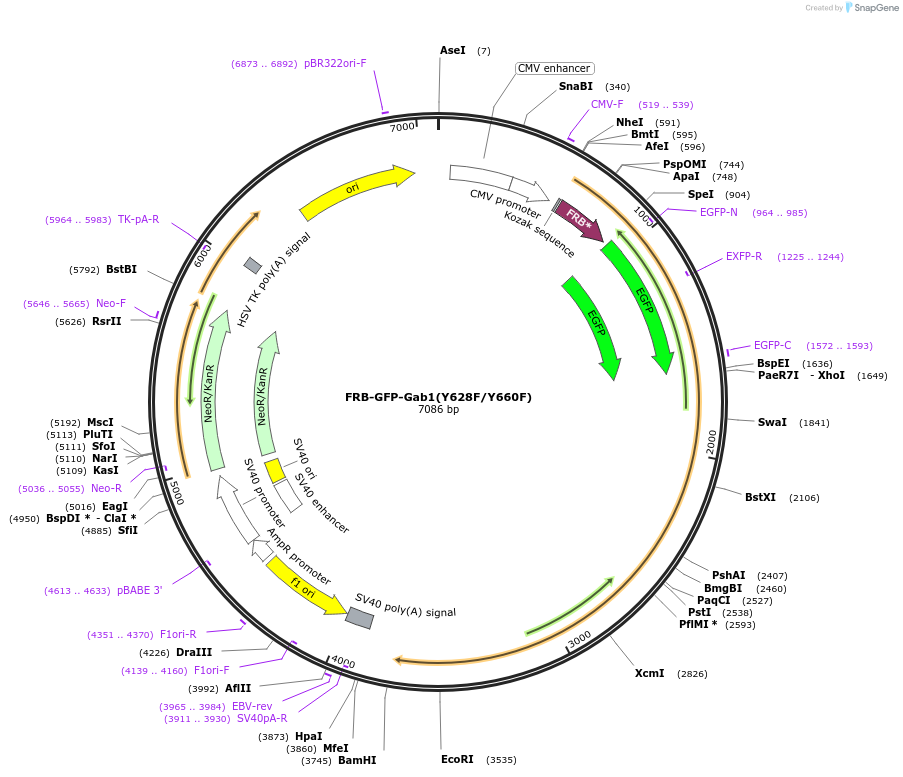 188658-plasmid-map-sequence-id-369577