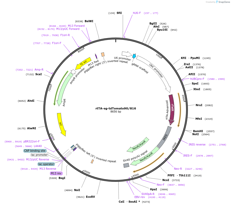 188487-plasmid-map-sequence-id-369583