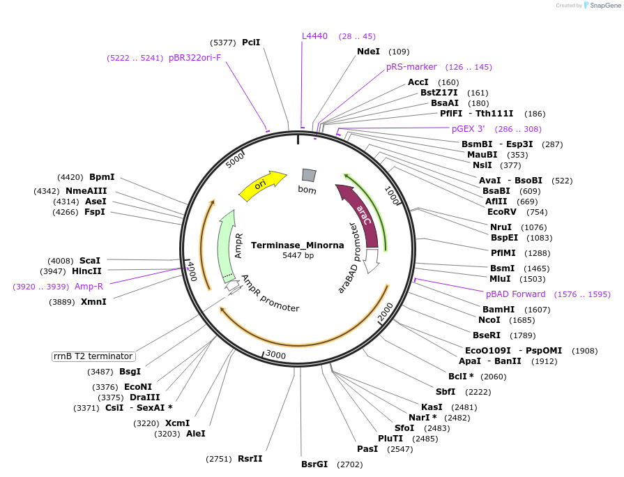 188845-plasmid-map-sequence-id-369590