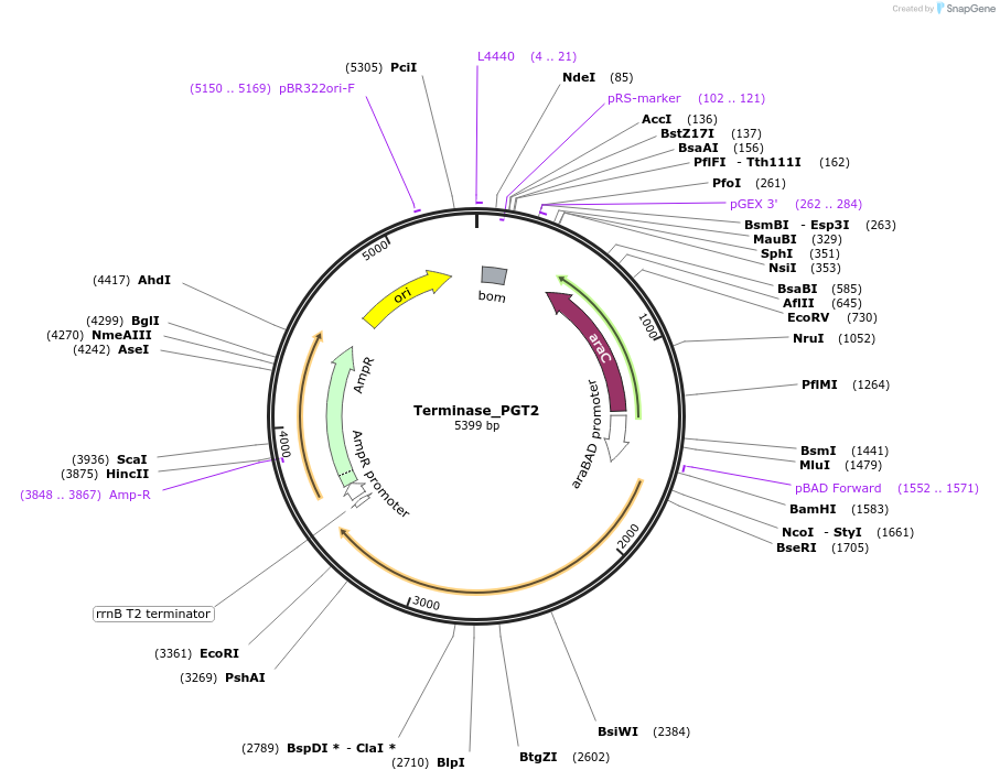 188844-plasmid-map-sequence-id-369591