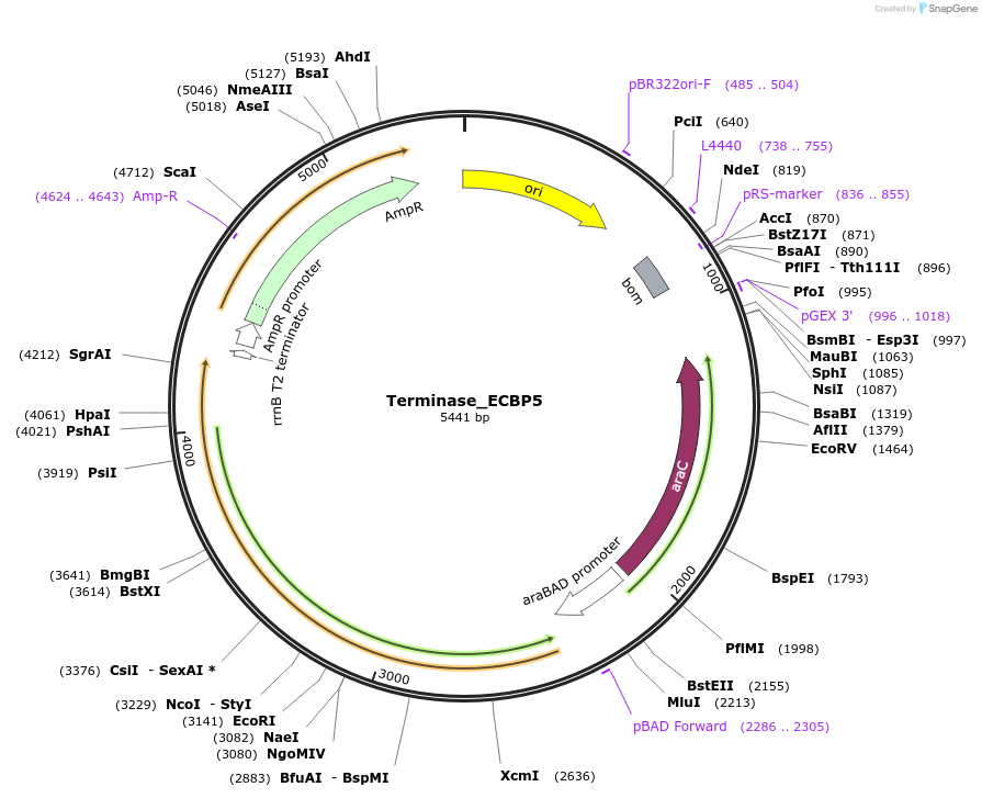 188843-plasmid-map-sequence-id-369592