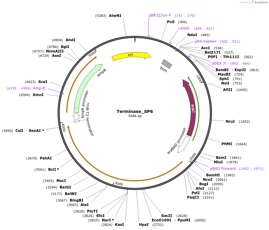 188842-plasmid-map-sequence-id-369593