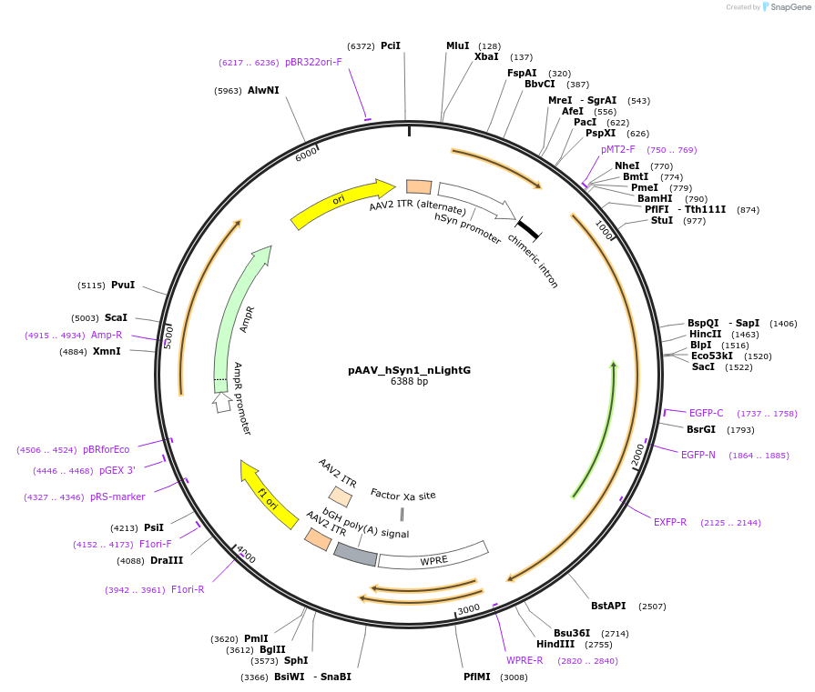 187179-plasmid-map-sequence-id-369597