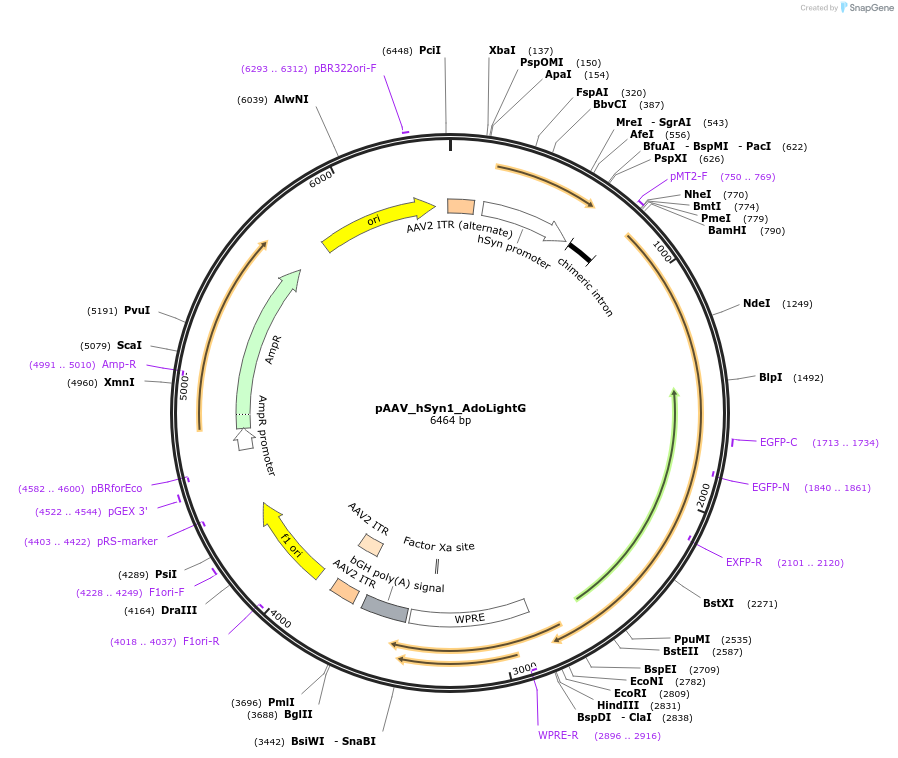 187465-plasmid-map-sequence-id-369598