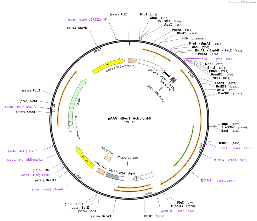 187464-plasmid-map-sequence-id-369600