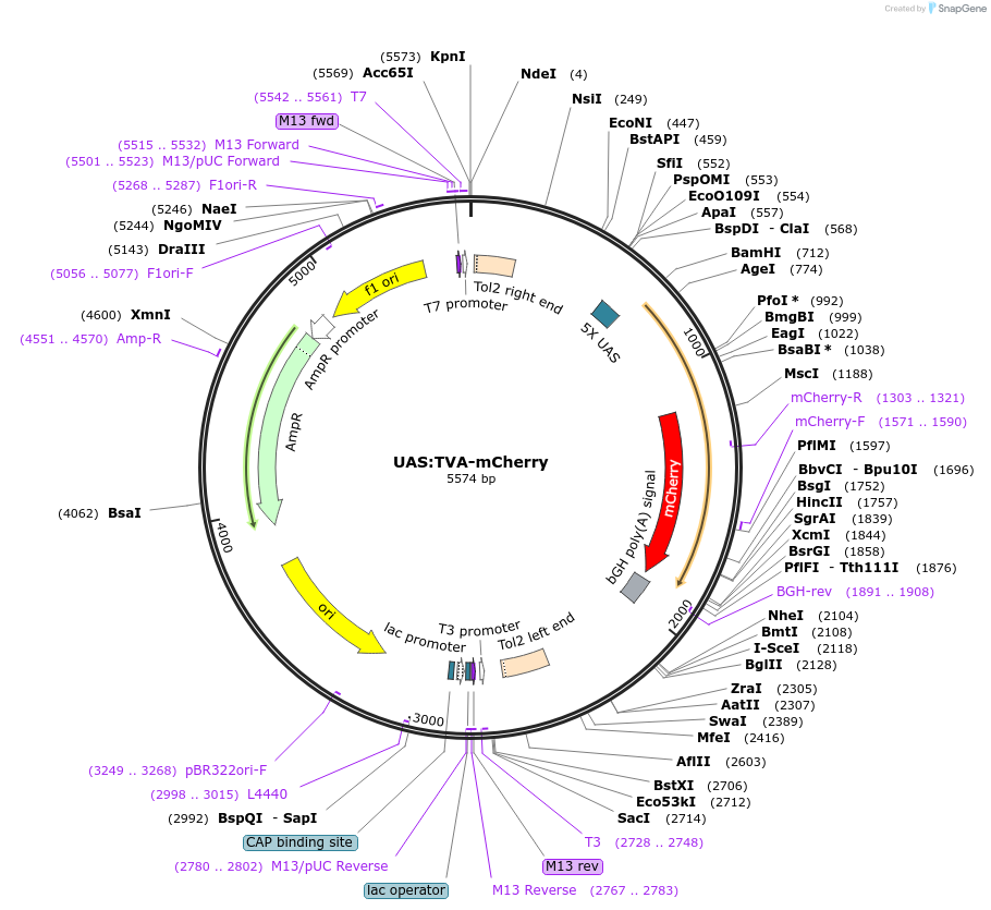 187823-plasmid-map-sequence-id-369602
