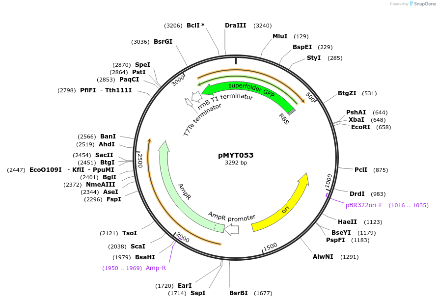 180706-plasmid-map-sequence-id-369609