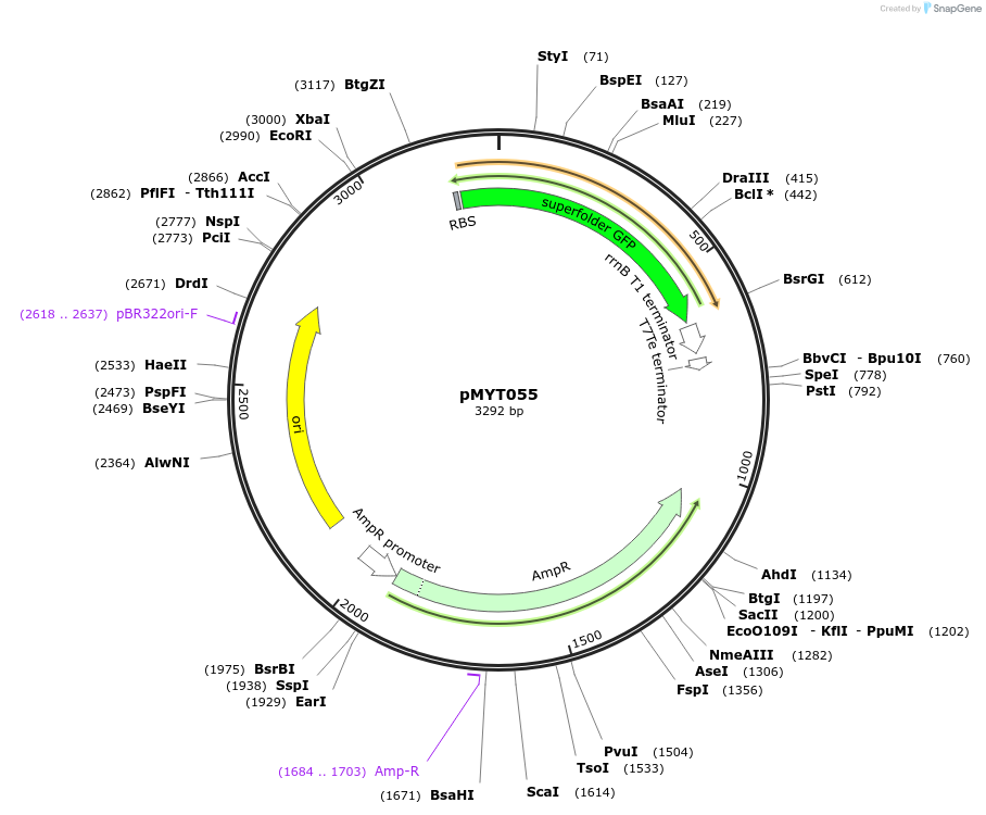 180708-plasmid-map-sequence-id-369612
